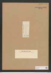 Diatomeae indet. (de-Toni-Nr.: Species 1751 ?) Zeichnungen Sammlung Grunow Nr. 3533 (NHMW-BOT-W0371096)